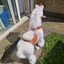 toy Image 2