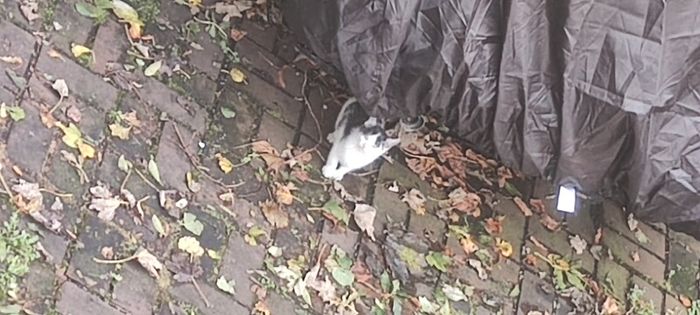 1 kitten for rehoming