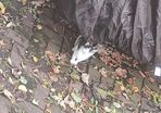 1 kitten for rehoming