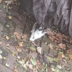 1 kitten for rehoming