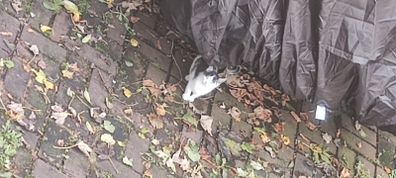 1 kitten for rehoming