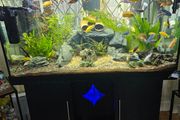 Aquarium 400l  with fish and full equipment