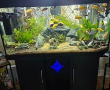 Aquarium with fish and full equipment