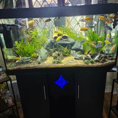 Aquarium with fish and full equipment