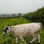Calves Image 6
