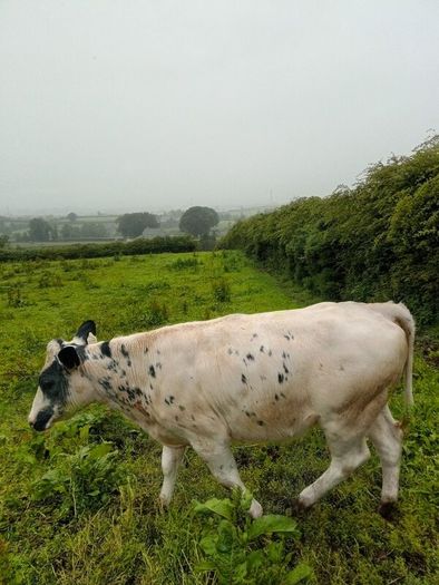 Calves