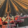 Maschio Puma 370 and Scanstone ridger potatoes Image 9