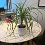 Ponytail Palm Beaucarnea recurvata Image 3