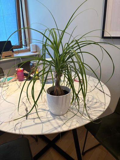 Ponytail Palm Beaucarnea recurvata