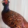 Taxidermy ring neck pheasant. Image 2