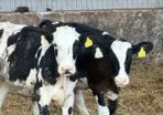 Fr heifer calves