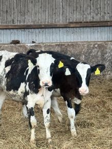 Fr heifer calves