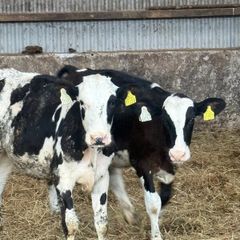 Fr heifer calves