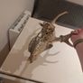Deer Skull Image 5