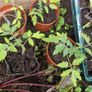 Tomato Plants organic Image 3