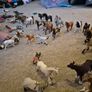 Schleich Horses Image 2