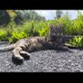 Cat Image 2