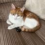 Neutered Male cat for adoption Image 4
