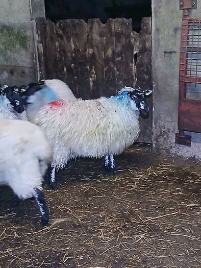 Mule ewe lambs