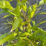 Bamboo Image 3