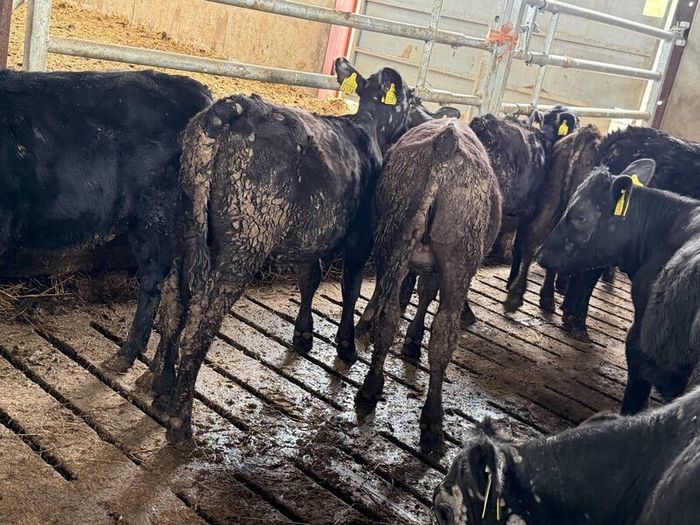 Aberdeen Angus Heifers