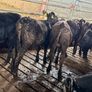 Aberdeen Angus Heifers Image 8