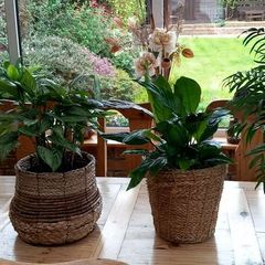 house plants