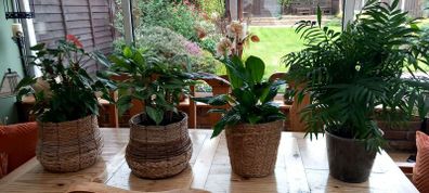 house plants