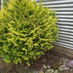 plants