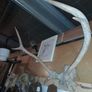 Vintage Red Deer Antlers Image 6