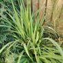 Plant Image 2