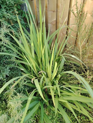 Plant