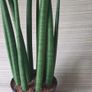 Sansevieria Image 2