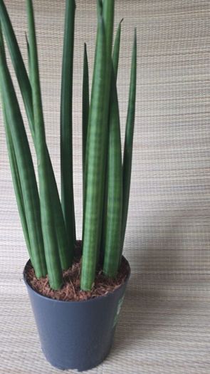 Sansevieria