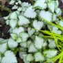 garden plants Image 2