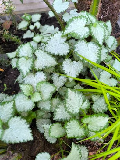 garden plants