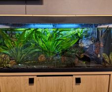 Aquarium 200L