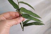 Hoya Pandurata (light splash)