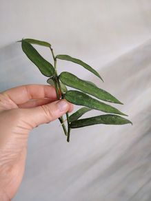 Hoya Pandurata (light splash)