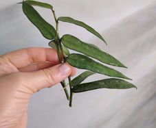 Hoya Pandurata (light splash)