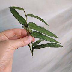 Hoya Pandurata (light splash)