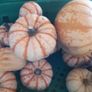 Pumpkins Image 4