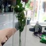 vases Image 5