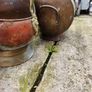 Antique coal scuttles Image 4