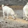 Twin Male Pigmy Goats Image 6