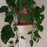 Beautiful large hanging plant Image 4