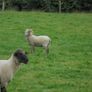 Teaser Rams Image 4