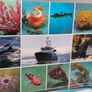 Ireland 2015 Beautiful Uncirculated Euro Coin Set An Island Nation Marine Flora and Fauna Image 7