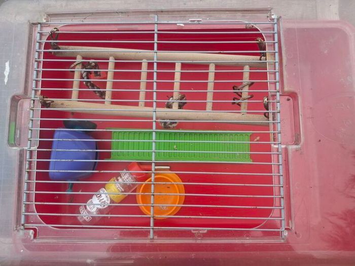 gerbil cage