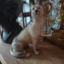 Vintage German Shepherd figure. Image 6